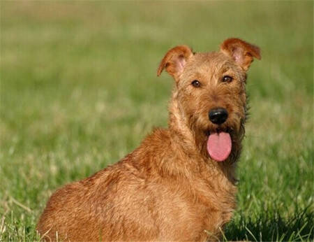 消防犬是什么狗 消防犬中的狗是爱尔兰梗