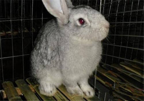 青紫蓝兔价格 一般在150元左右一只