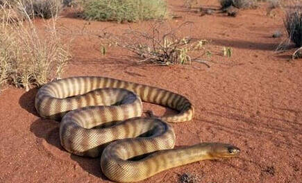 澳洲金刚蛇吃什么 主要以小哺乳动物为食