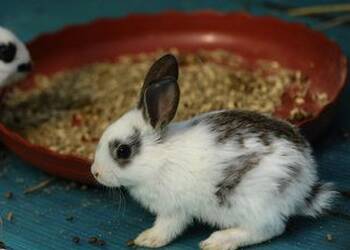 英国斑点兔吃什么 兔子是草食性动物