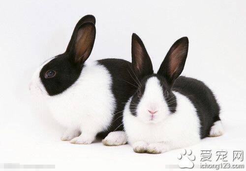 兔子喜欢什么颜色 兔子眼睛里是黑白色的