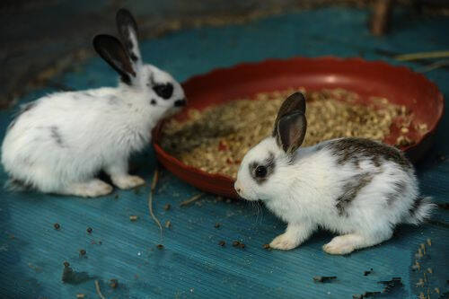 英国斑点兔喂什么饲料 给它们提供干草