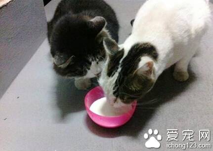 猫不能吃啥 要慎重选择食物