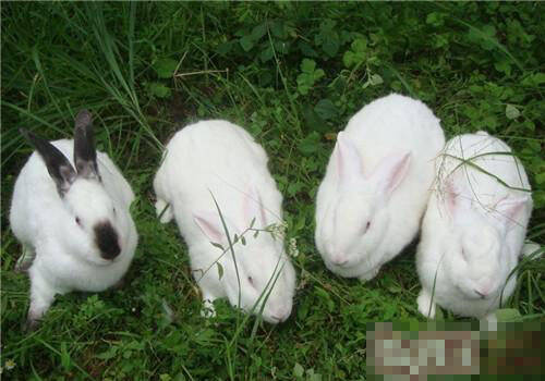 伊拉兔怎么养 产仔是比较容易出问题的环节