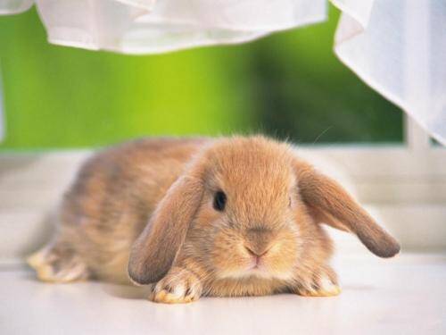 荷兰垂耳兔聪明吗  环境不同兔子也不同
