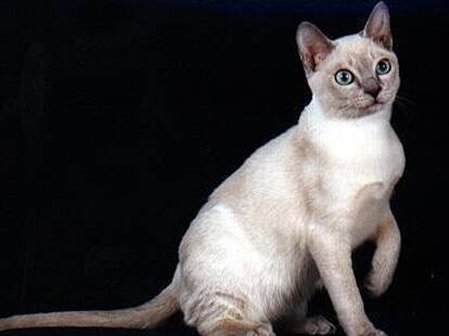 东奇尼猫的养护常识 定期给它们注射疫苗
