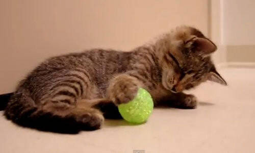 为什么猫喜欢球 猫喜欢滚来滚去的圆形玩具