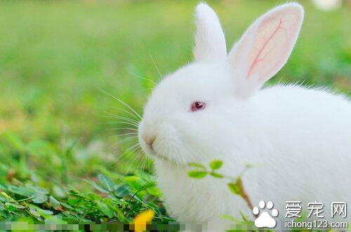 兔子喜欢听什么歌 兔是一种胆小的动物