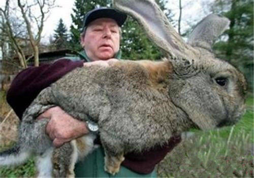 巨型花明兔怎么挑选 有一条又长又大的尾巴