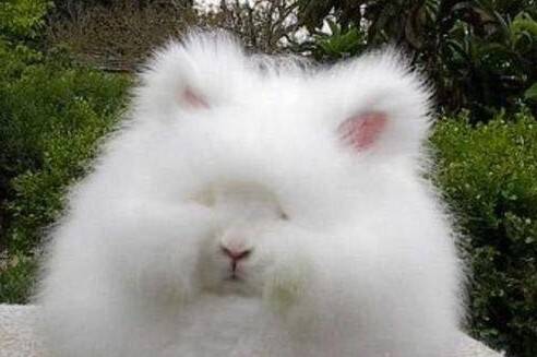 安哥拉兔好养吗 是著名的毛用型兔品种