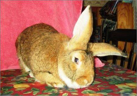怎么训练巨型花明兔大小便 幼兔好训练