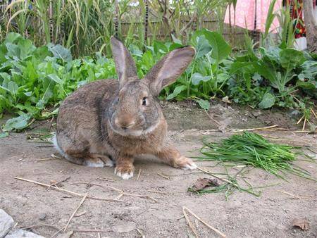 比利时兔吃什么 比利时兔食量很大