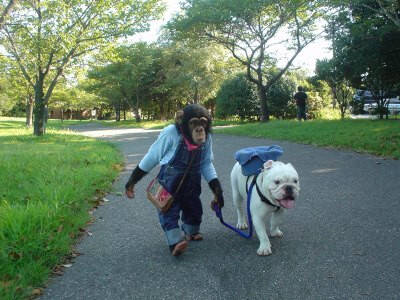 阿占是什么狗 阿占是头牛犬俗称老虎狗