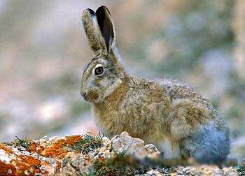 灰尾兔吃什么 早春则可扒掘草根为食