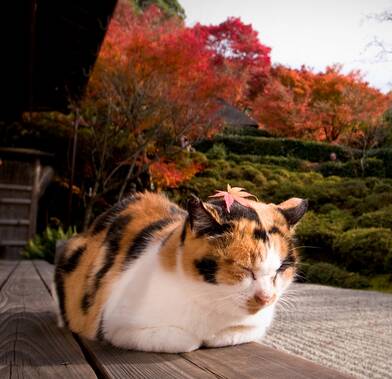 猫一天喝多少水 每天要摄取足够的水分