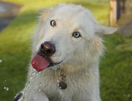 狗需要喝水吗 犬缺水会造成机体功能失调