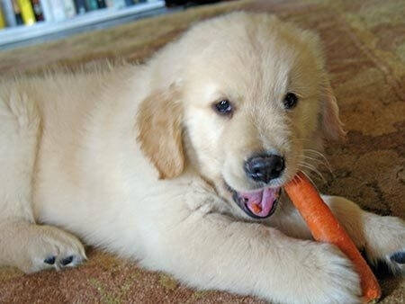 狗可以吃胡萝卜吗 不要给狗狗吃生的胡萝卜