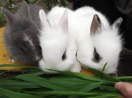 猫猫兔能长多大 属于中小型的混血儿兔兔