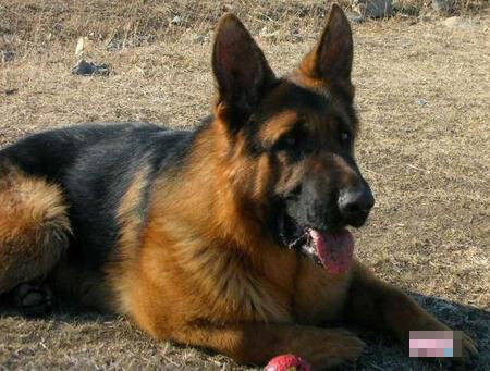 那山那人那狗中的狗是什么狗 是德国牧羊犬
