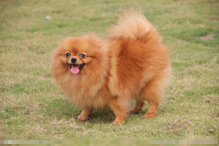 长不大的狗是什么狗 盘点6类长不大的狗