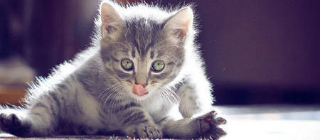 猫咪尿血是什么原因 让猫咪多运动及多喝水