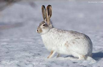 雪兔怎么挑选 雪兔是一类个体较大的野兔