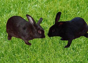 莲山黑兔怎么养 饲养中做好繁殖与选配