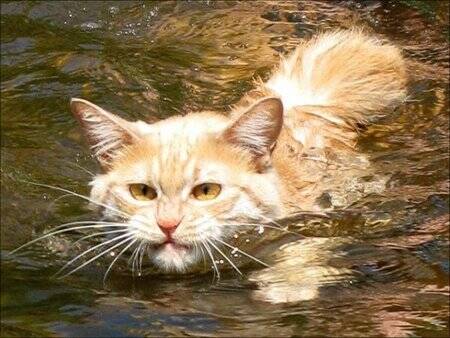 家猫会游泳吗 要想家里的猫会游泳需训练