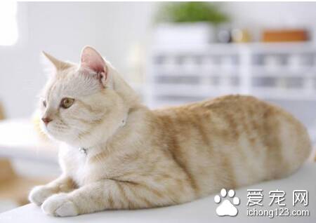 怎么给猫洗胃 详解给猫咪洗胃灌肠方法