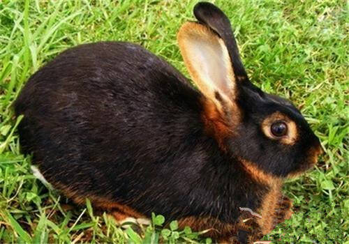 英种小型兔好养吗 是人工培育的野兔品种