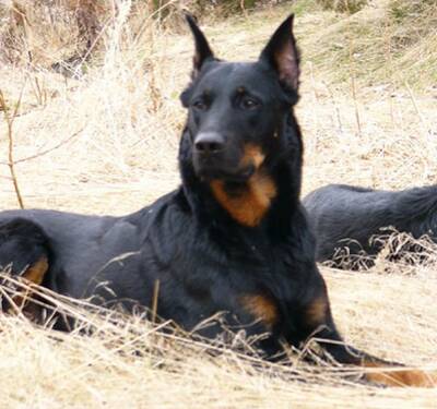 法国狼犬怎么养 适当补充钙类食物