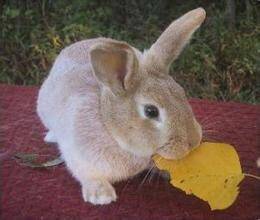 忌廉兔怎么挑选 是家兔最小的品种之一