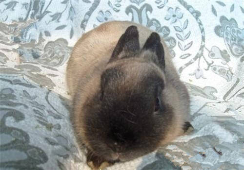 暹罗兔怎么养 蔬菜也是暹罗兔的最爱之一
