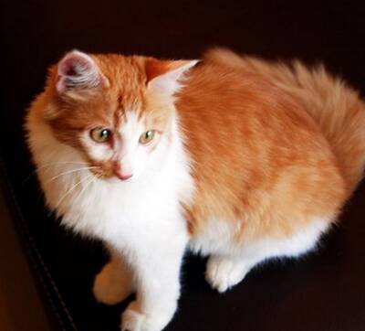 土耳其安哥拉猫的养护常识 注意毛发护理