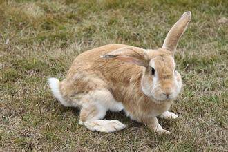 豫丰黄兔能长多大 成年兔最大体重20斤以上