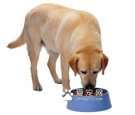 蓝氏狗粮多少钱 呵护肠胃提高免疫力