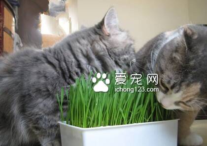 猫咪吃什么好 要注意食物的营养全面