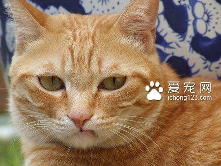 一般的猫是什么品种 8种常见的猫咪