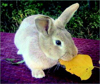 香槟兔吃什么饲料 喂食兔粮与不带水的牧草