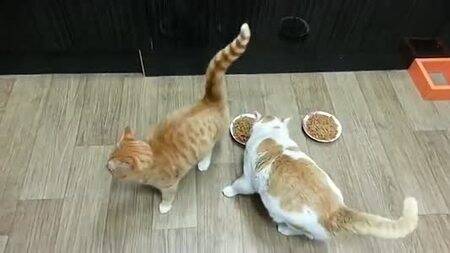 狗可以吃猫粮吗 是不可以采食猫粮的