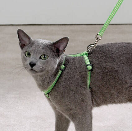 猫的牵引绳怎么用 带猫出门有技巧要注意