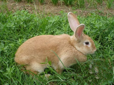 太行山兔怎么养 要学会给兔子追肥