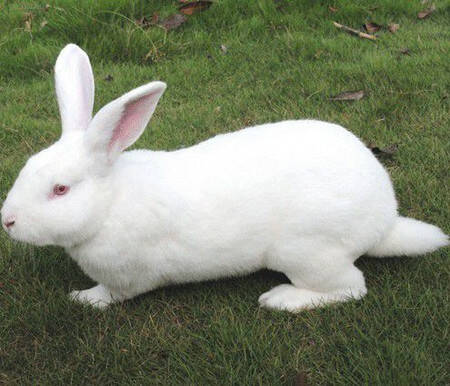 新西兰兔价格 一般在80元左右一只