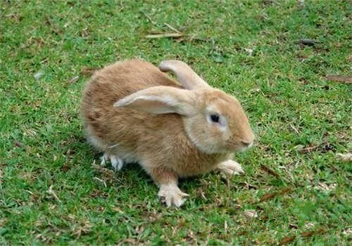福建黄兔价格 黄兔一般价格在10~15元/斤