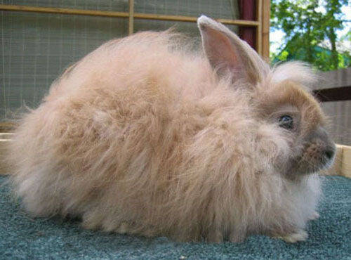 法国安哥拉兔好养吗 是一种中大型兔