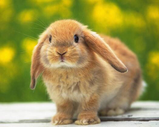 荷兰垂耳兔能长多大 体重大约2～2.5公斤