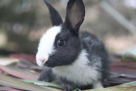 道奇兔能长多大 属于中大体型的兔兔