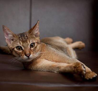 阿比西尼亚猫的生长习性 它们很通人性