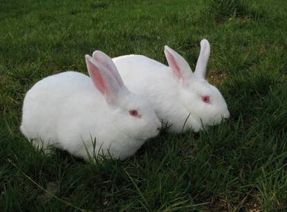 兔子不能吃什么 不能喂兔的草与菜