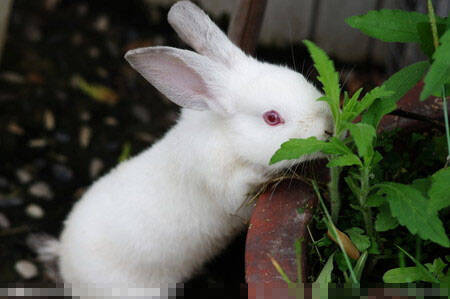 中国白兔吃什么 幼兔的饮食需要单一